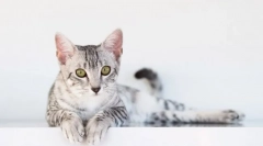 Koliko ponosnih mačk: prvi znaki in roki